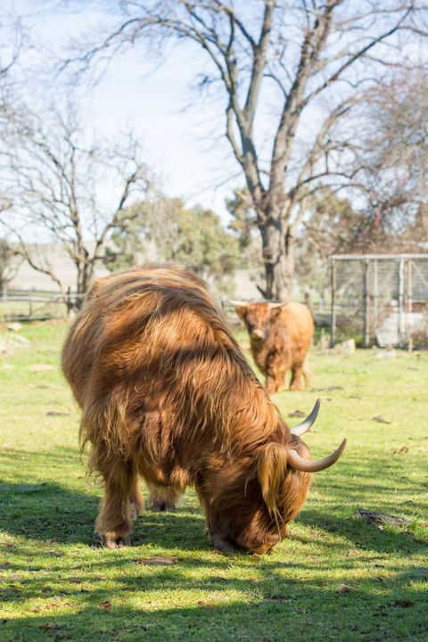 Ratho Farm - Tourism TAS 4