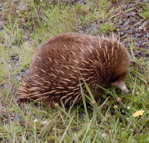 Highland Cabins And Cottages At Bronte Park - Hobart Tourism 18