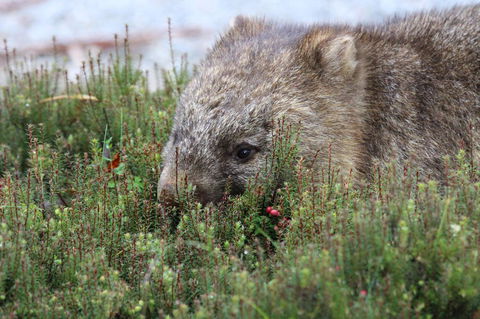 Cradle Mountain Wilderness Village - Hobart Tourism 32