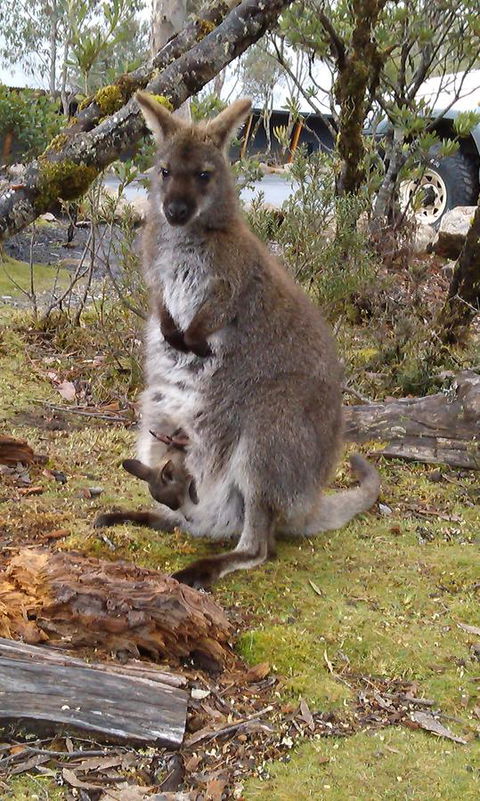 Cradle Mountain Wilderness Village - Hobart Tourism 33
