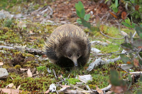 Cradle Mountain Wilderness Village - Hobart Tourism 34