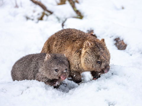 Cradle Mountain Hotel - Hobart Tourism 2