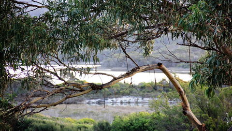 KINGFISHER COTTAGE Beachfront At The Binalong Bay - Tourism TAS 17