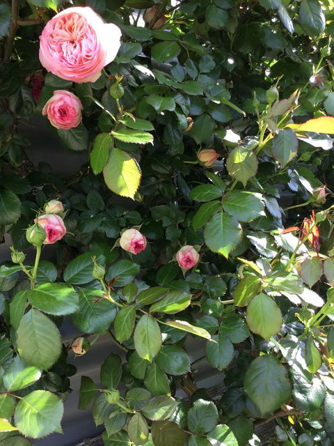 Nextdoor@portarthur - Tourism TAS 20