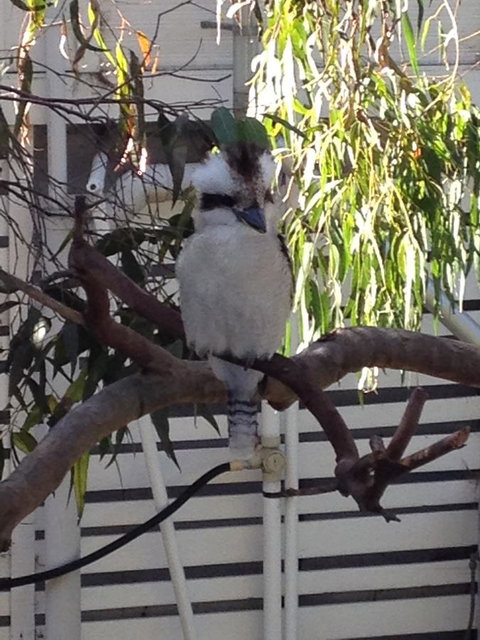Kookas Retreat - Tourism TAS 16