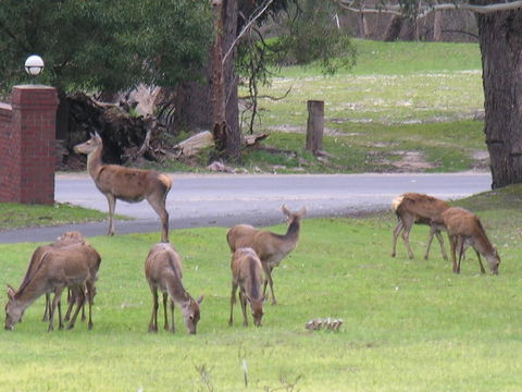 The Grampians Motel - Tourism TAS 23