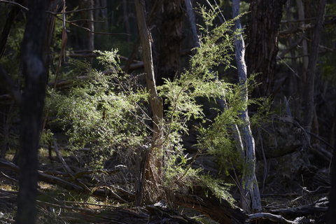 Yering Gorge Cottages - Tourism TAS 19