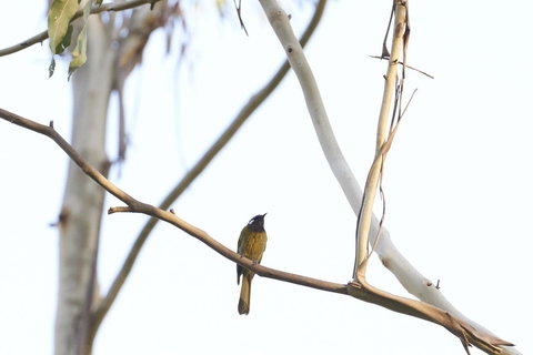 Yering Gorge Cottages - Tourism TAS 20