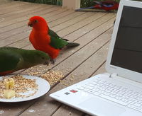 Book Foster Accommodation Vacations Tourism TAS Tourism TAS