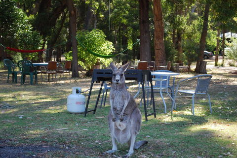 Gariwerd Motel - Tourism TAS 26