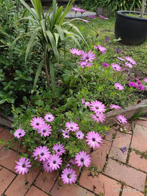 Coachman Motel And Holiday Units - Hobart Tourism 15