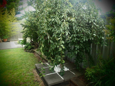 Azen Haven - Tourism TAS 12