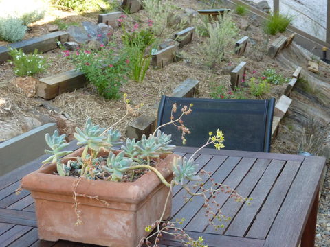 Saje\'s House & Pod - Hobart Tourism 12