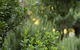 Botanica Editions - thumb 5