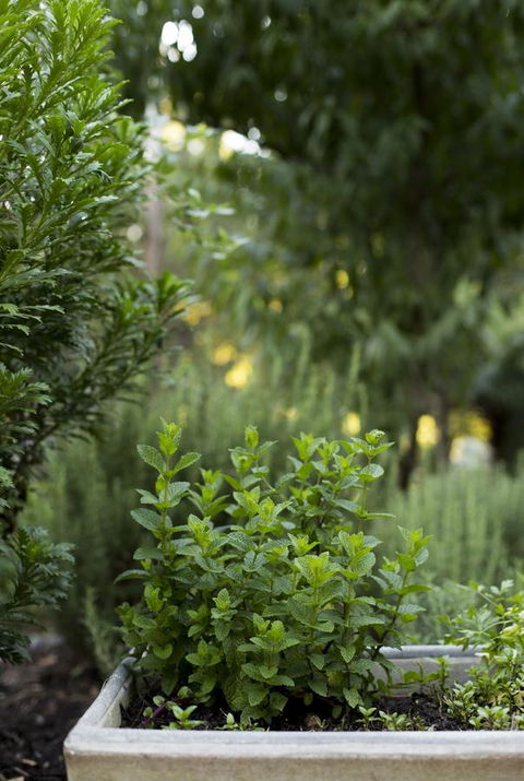 Botanica Editions - Hobart Tourism 5