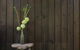 Botanica Editions - thumb 10