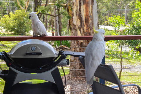 Blue Ridge Retreat - Tourism TAS 3