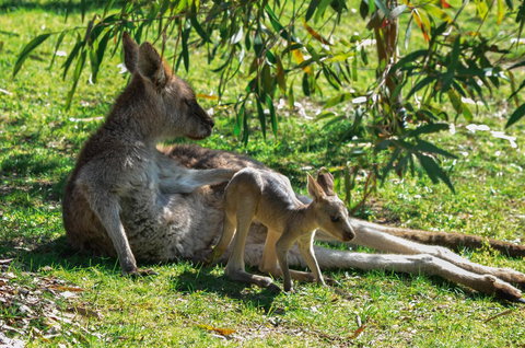 Blue Ridge Retreat - Tourism TAS 9