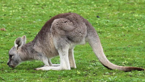 Limosa Rise - Hobart Tourism 17