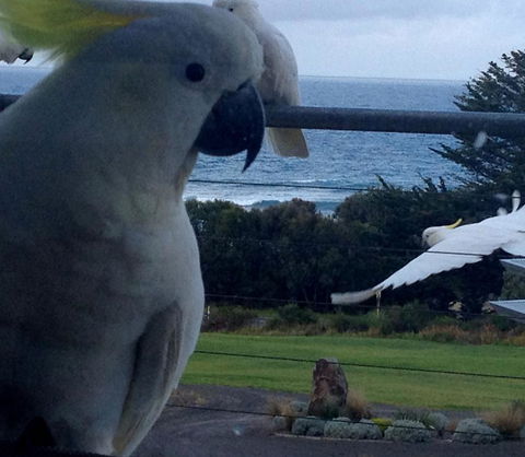 Apollos View Accommodation - Tourism TAS 21