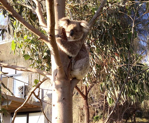 Apollos View Accommodation - Tourism TAS 22