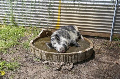 Anchors Port Campbell - Hobart Tourism 28