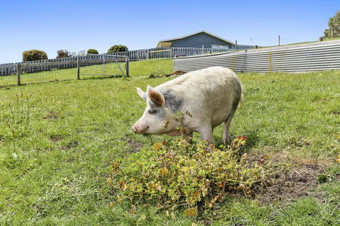 Anchors Port Campbell - Hobart Tourism 27