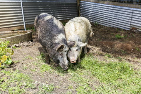 Anchors Port Campbell - Hobart Tourism 29