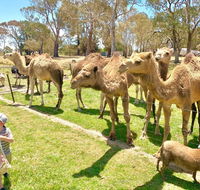 The Funny Farm - Animals / Churchhouse / Amazing Experience - Hobart Tourism