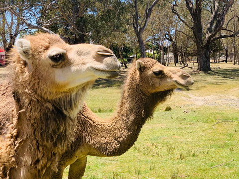 The Funny Farm - Animals / Churchhouse / Amazing Experience - Hobart Tourism 1