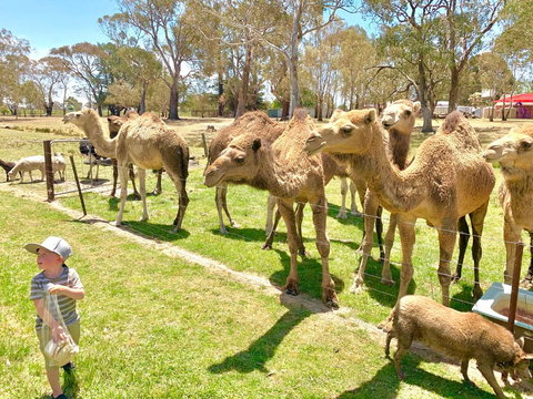 The Funny Farm - Animals / Churchhouse / Amazing Experience - Hobart Tourism 0