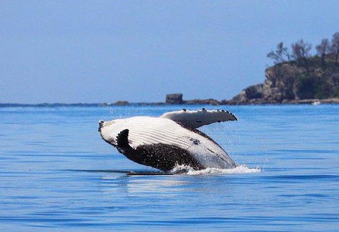 The Huskisson - Hobart Tourism 2