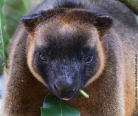 Book Ravenshoe Accommodation Vacations Tourism TAS Tourism TAS