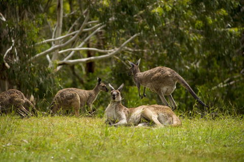The Stirling Golf Club - Hobart Tourism 1