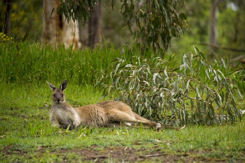 The Stirling Golf Club - Hobart Tourism 0