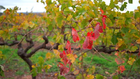 Triple Creek Guest House - Barossa Region - Hobart Tourism 3