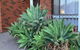 Vintage House In Bentleigh East - thumb 1