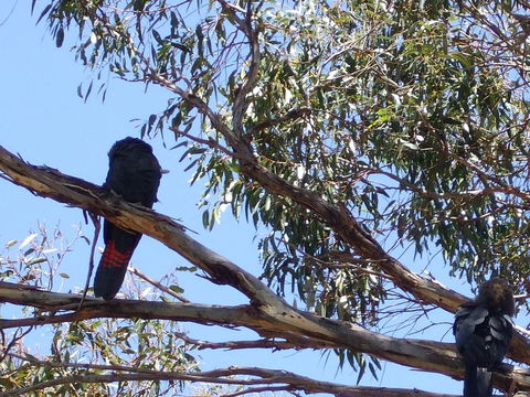 Wanderers Rest Of Kangaroo Island - Tourism TAS 2