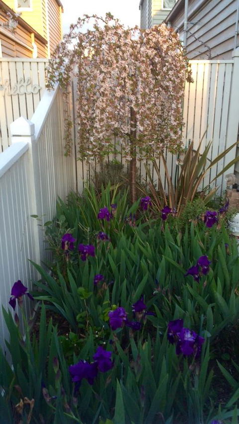 Redruth Cottage - Hobart Tourism 24