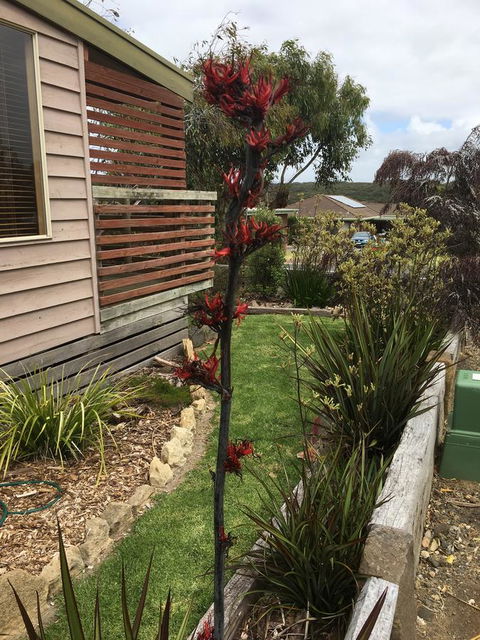 The PC Cottage - Hobart Tourism 31