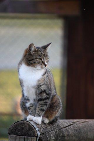 Aspens Springs Farmstay - Tourism TAS 24