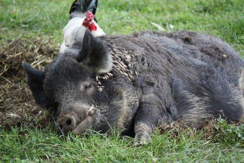 Aspens Springs Farmstay - Tourism TAS 26