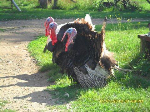 Aspens Springs Farmstay - Tourism TAS 23