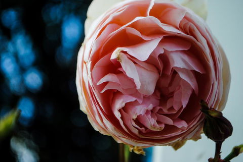 Bed Of Roses - Hobart Tourism 36