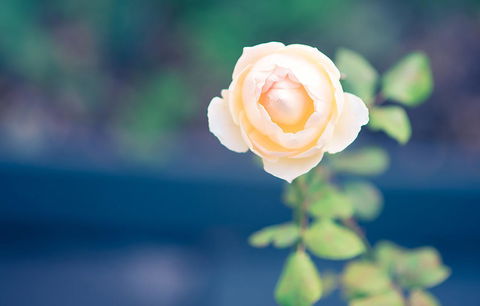 Bed Of Roses - Hobart Tourism 14