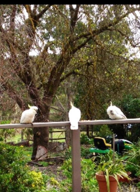 Australian Home Away @ Wonga Park Brushy Creek - Hobart Tourism 20