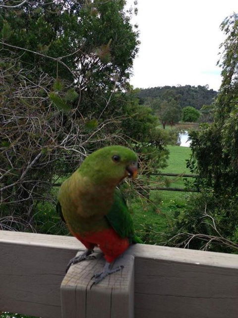 Australian Home Away @ Wonga Park Brushy Creek - Hobart Tourism 18