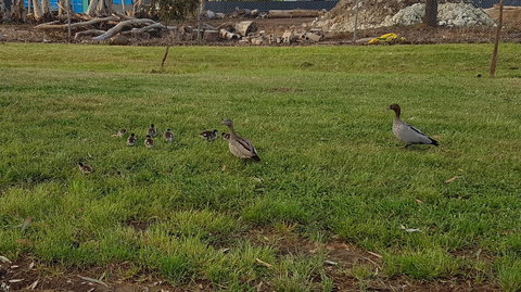 Corrugated Cottage - Tourism TAS 25