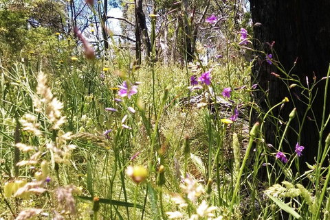 Grampians Pomonal Cottages - Tourism TAS 31