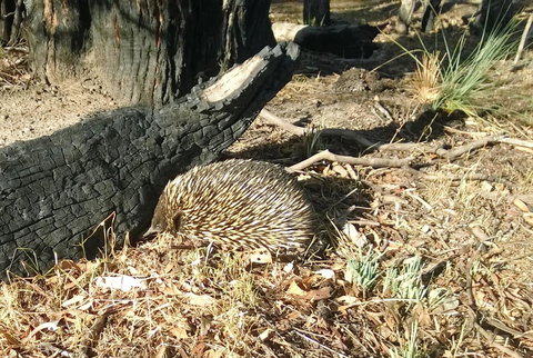 Grampians Pomonal Cottages - Tourism TAS 25